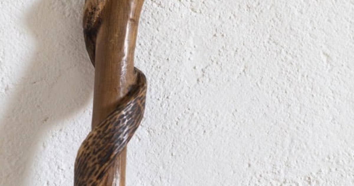 Walking Stick WAnderland Western Australian Museum