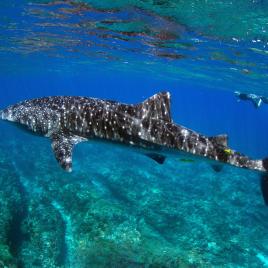 Swim with Whale Sharks