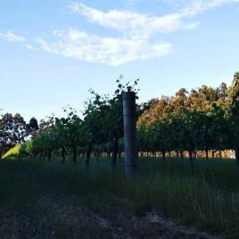 Tassell Park Wines