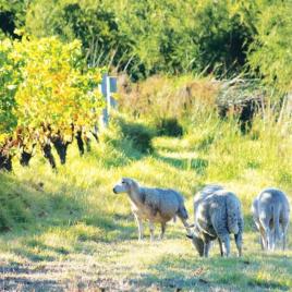 Settlers Ridge Organic Wines