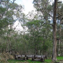 Ludlow Tuart Forest