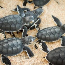 Turtle Nesting Season