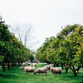 Cambray Cheese Farm Shop