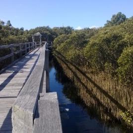 Mangrove Walk and Boardwalk