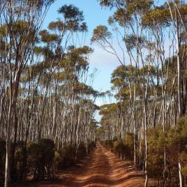 Victoria Rock Camp at Goldfields Woodlands National Park