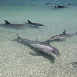 Dolphins of Monkey Mia