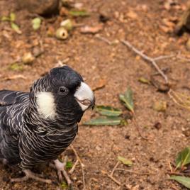 Kaarakin Black Cockatoo Conservation Centre