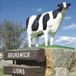 Brunswick Cow